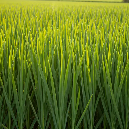 Agricultural Excellence